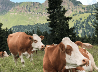 Carnes Validadas From Argentina Prepares To Launch “linkedin For Cattle" Via Blockchain