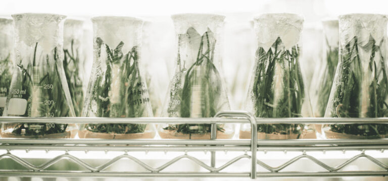 Ganesha Lab From Chile Announces Accelerator For Latin American Biotech Startups