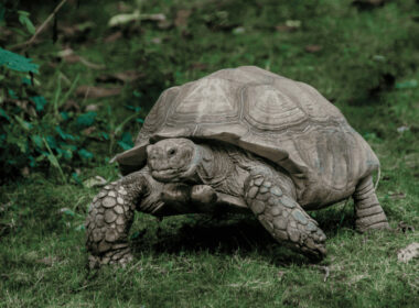 Decelera Organiza El Primer Programa De “desaceleración” En Playa Del Carmen