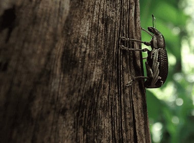 Costa Rica Insect Company Encourages You To Eat More Crickets