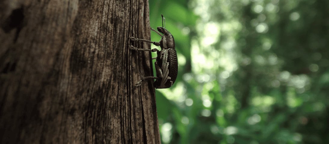 Costa Rica Insect Company Te Anima A Comer Más Grillos