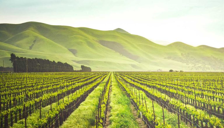 Idgeo Recauda Más De Us$171,000 Para Expandir Solución De Agrotech En Brasil