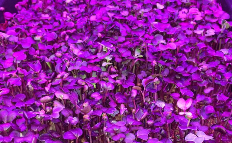 5 Agrotechs Puertorriqueñas Arrancando Problemas De Raíz