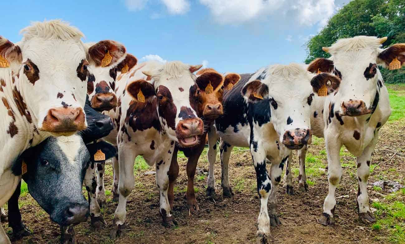blockchain de bitcow ofrece activos de “vaca digital” en la industria de carne argentina