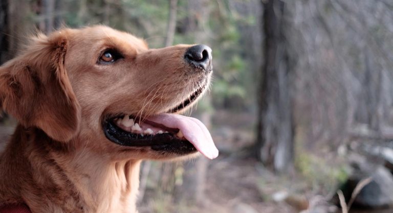 Laika, La Startup De Mascotas, Se Expande En Colombia Y México