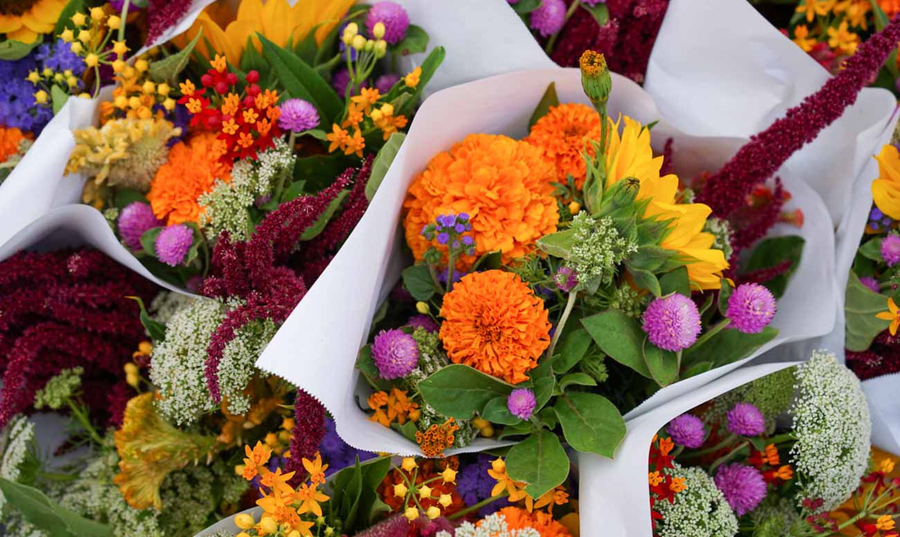 Brazil’s Esallabs Brings Innovation To... Floriculture?