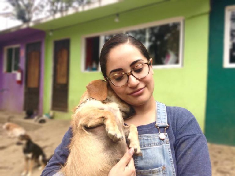 Ayuda A Perros Necesitados Pidiendo Comida A Domicilio