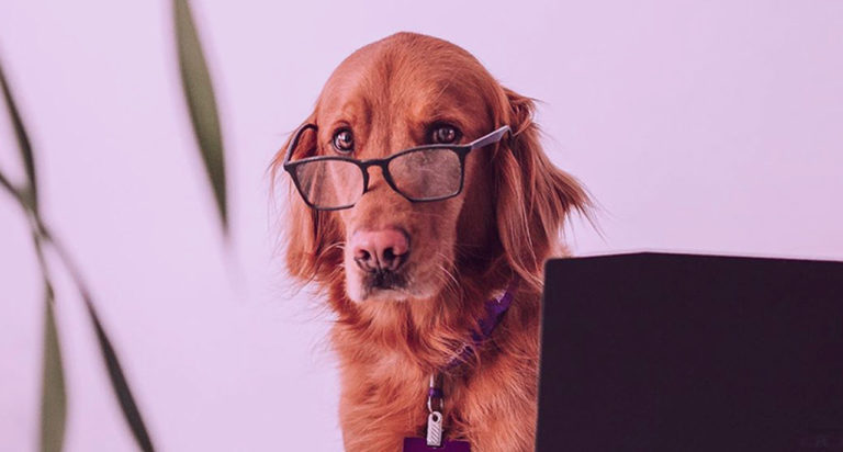 Petlove Adquiere A Vetus Para Lanzar Marketplace De Productos Para Mascotas