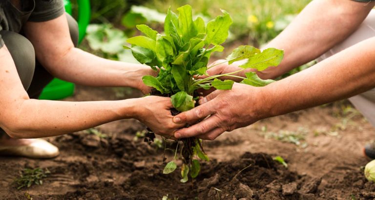 Agrapp Está Consiguiendo Inversiones Colectivas Para Los Pequeños Agricultores De Colombia