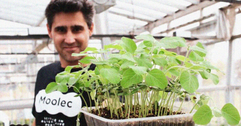 Moolec Science Fusiona Genes De Cerdo Con Soja Para Obtener Sabor A Carne