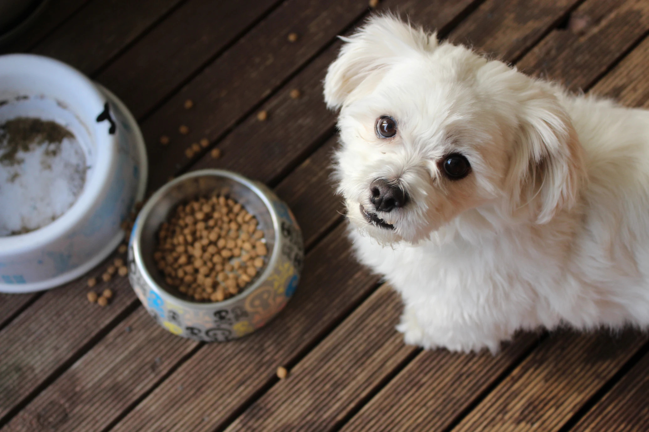 Carulla Family Takes Majority Stake In Dog Food Startup Dogfy