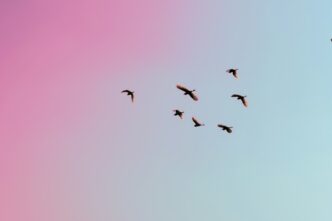 photo of birds flying up in the skiy