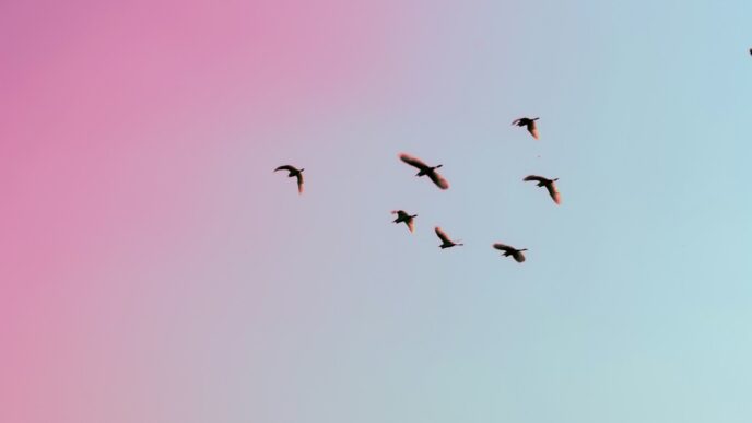 photo of birds flying up in the skiy