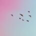 photo of birds flying up in the skiy