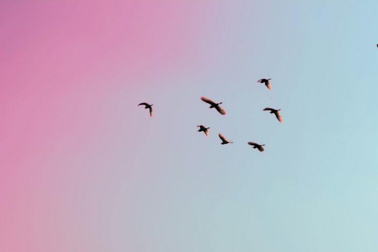 photo of birds flying up in the skiy